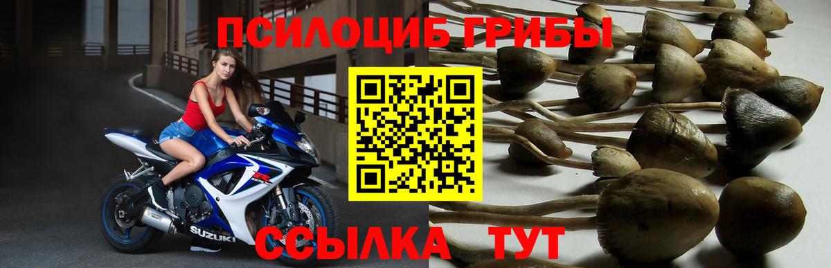 Галлюциногенные грибы мухоморы  Вход с VPN  Галлюциногенные грибы Psilocybine cubensis  Тулун 
